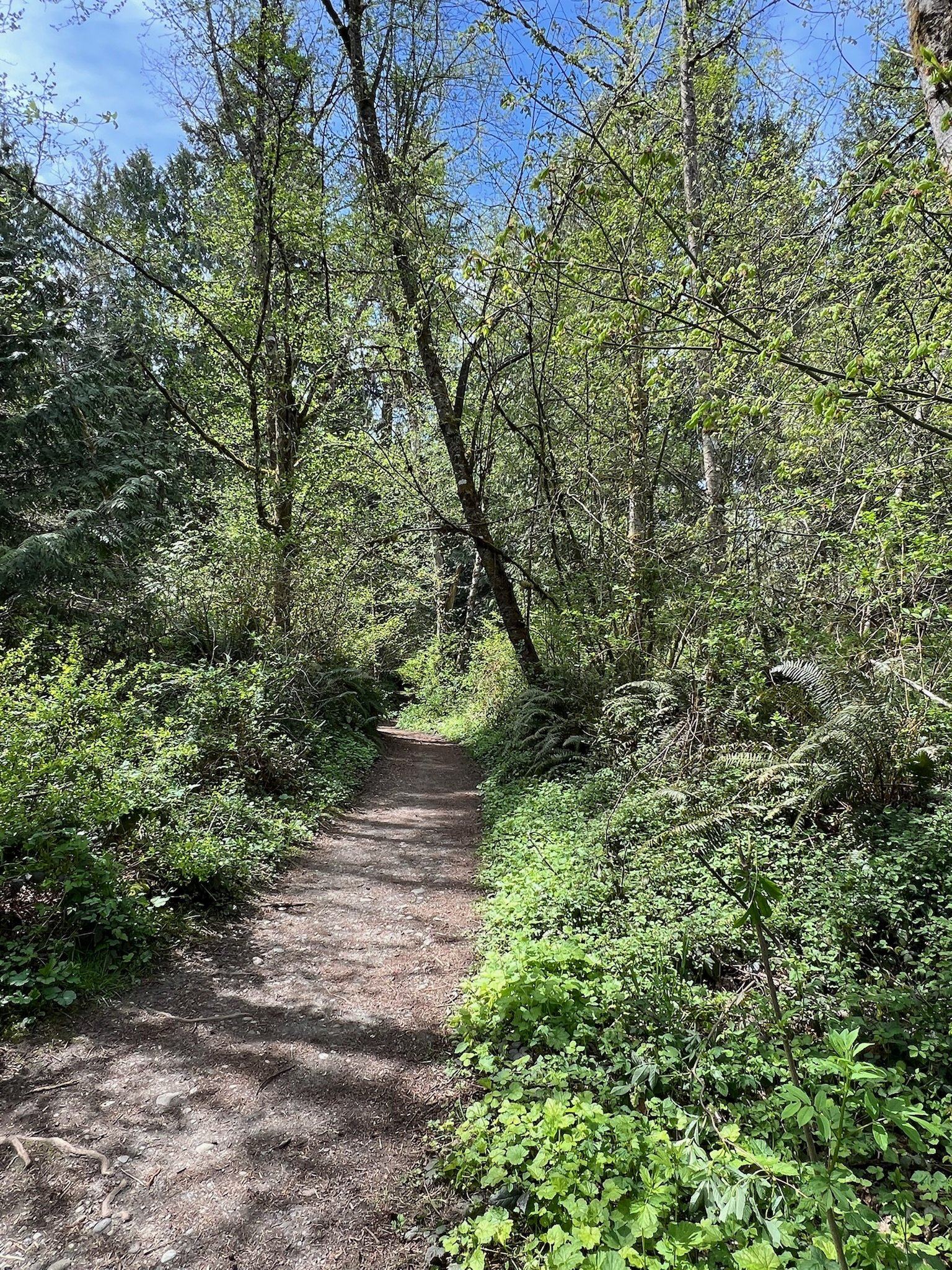 A forest trail with dappled light filtering through tall trees in the Pacific Northwest