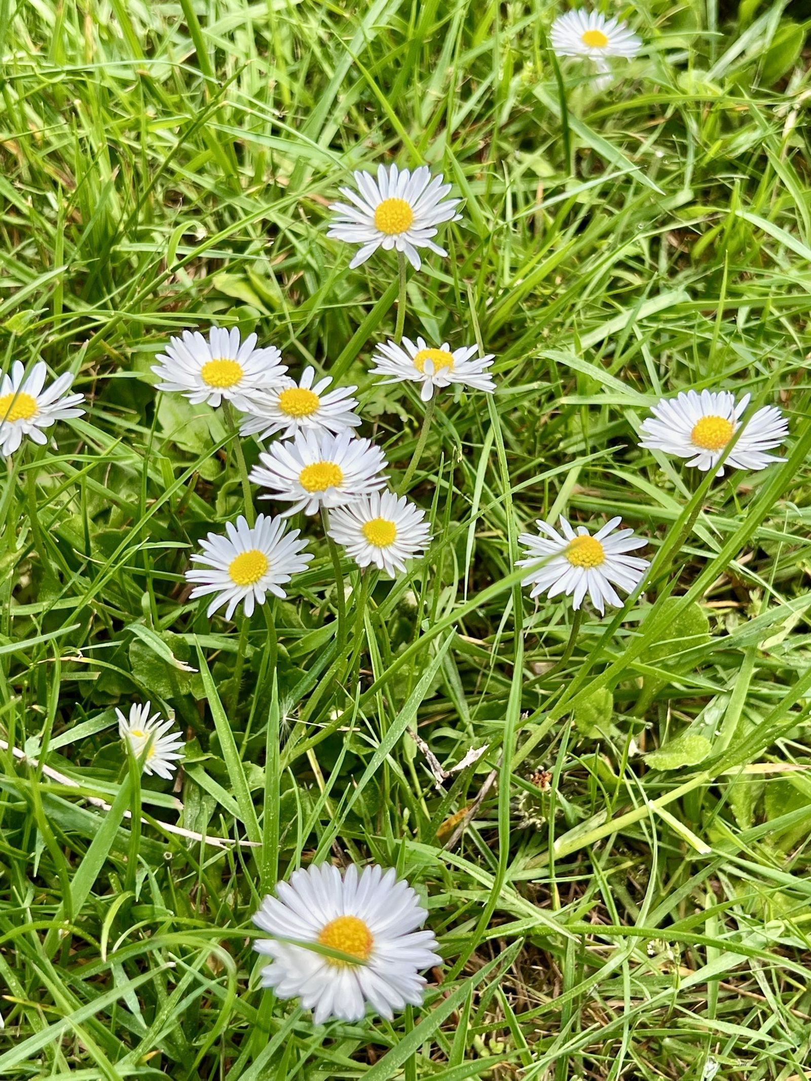 Top-down view of daisies scattered across green grass in a Pacific Northwest meadow