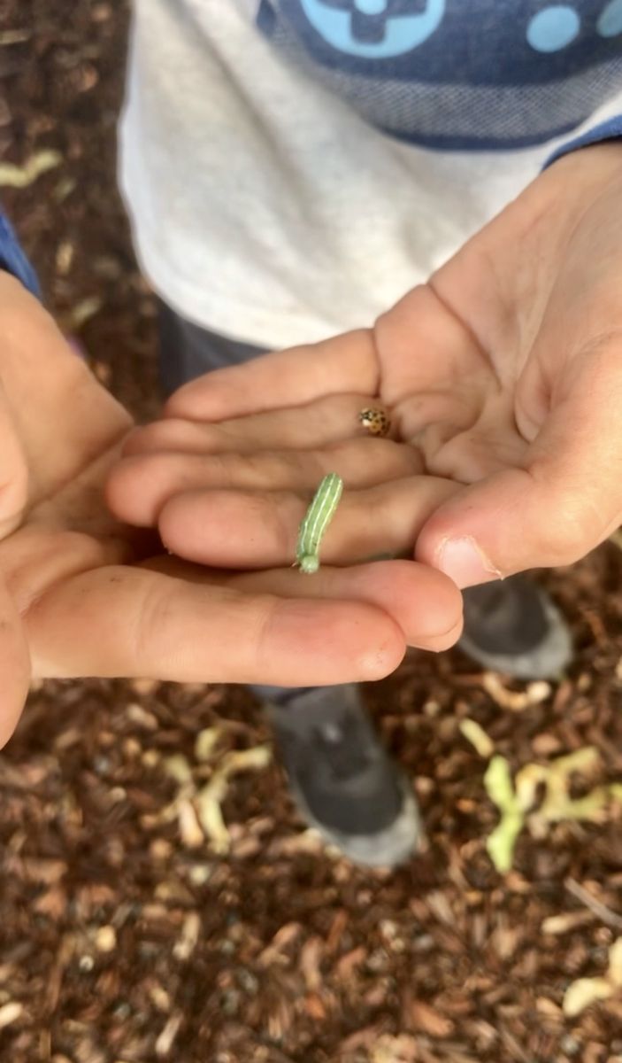 Small hands holding a caterpillar and ladybug