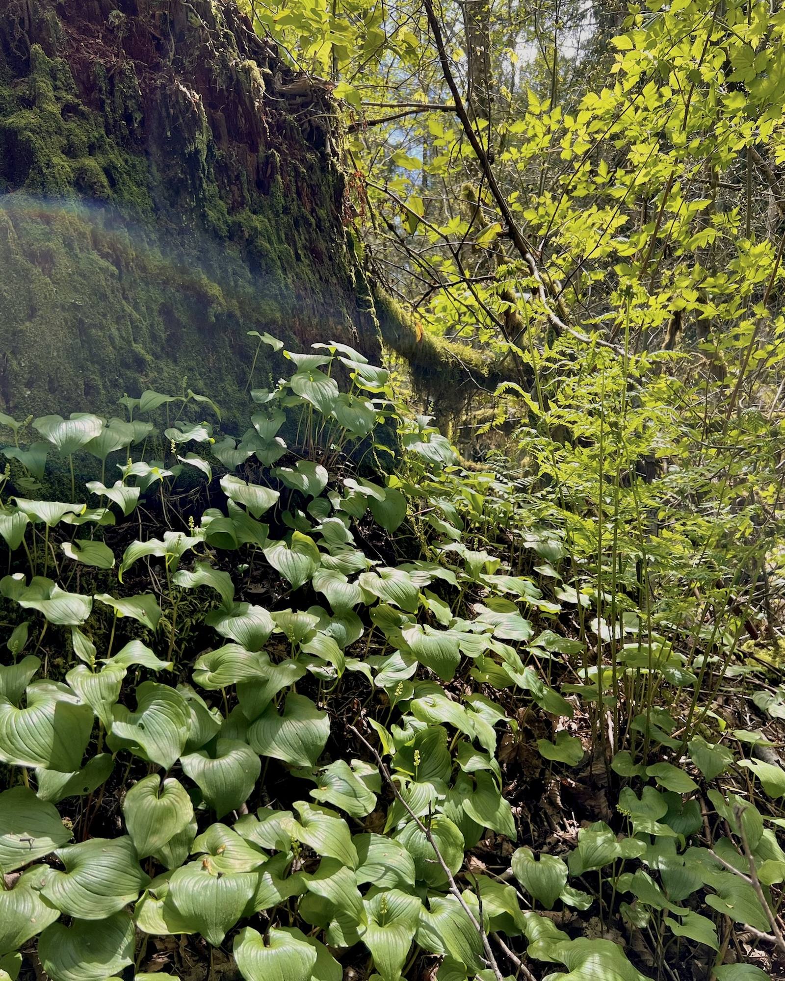 Mossy stump with rainbow light and lily-of-the-valley leaves at McCollum Park
