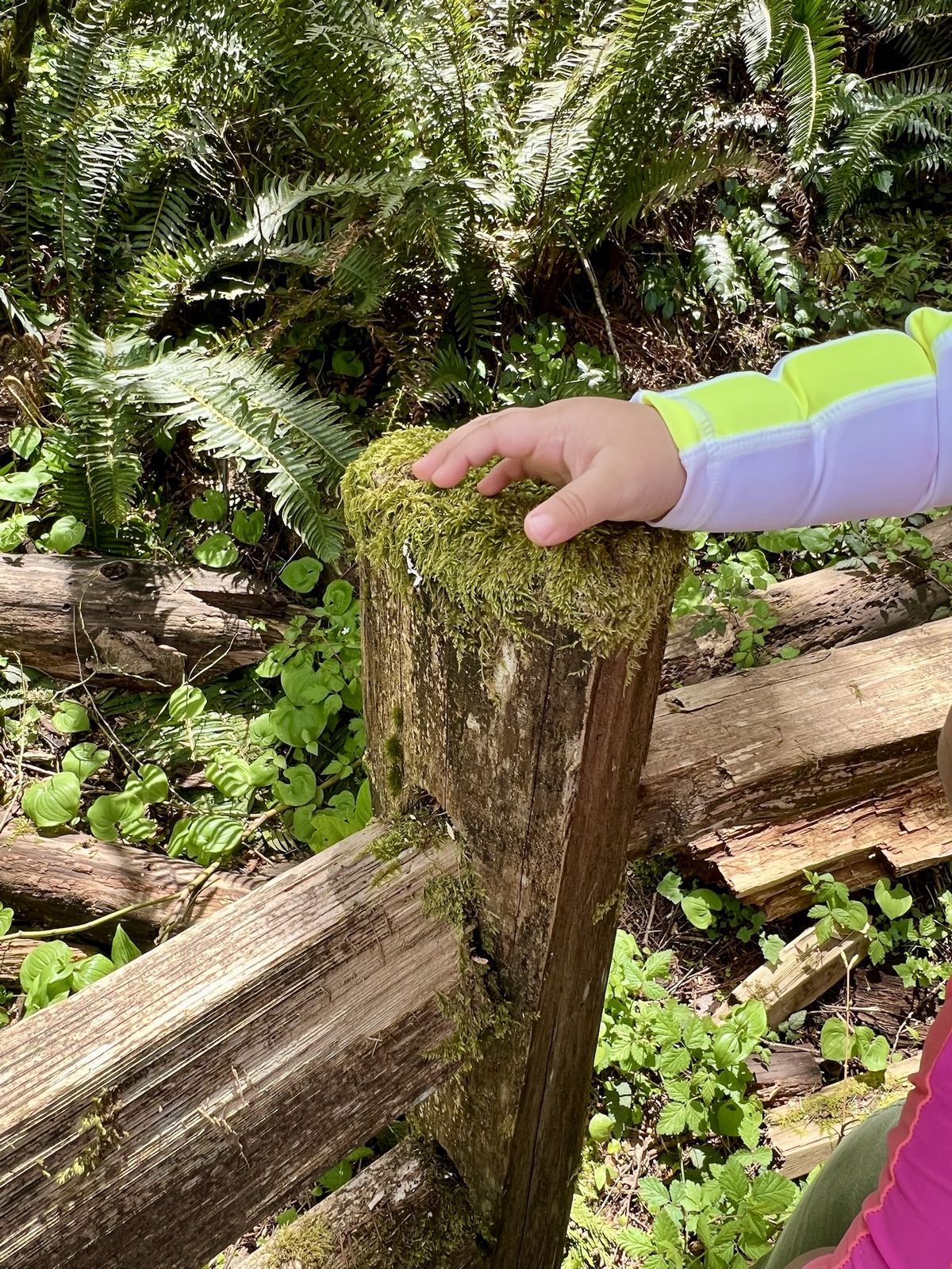A toddler's hand reaching out to touch a moss-covered stump, surrounded by ferns and forest greenery