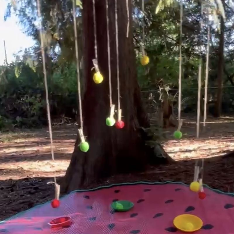 Pom pom apples clipped to strings hanging from a tree, with colored bowls on a mat for sorting